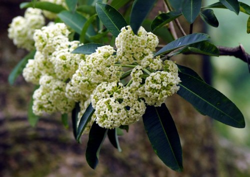 Hà Nội say đắm mùa tháng 10